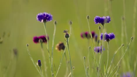Pretty-purple-cornflowers-in-meadow-swaying-in-breeze,-low-angle