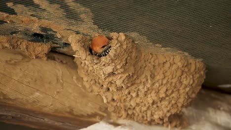 Lesser-striped-swallow-builds-nest-with-mud-and-saliva-against-green-shade-netting-ceiling