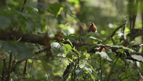 Monarchfalter-Schlagen-Mit-Den-Flügeln,-Während-Sie-In-Der-Nachmittagssonne-Auf-Dem-Ast-Eines-Baumes-Ruhen