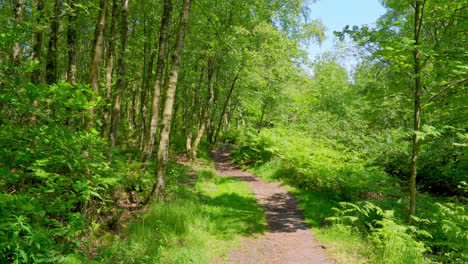 Waldweg,-Der-Durch-Einen-üppig-Grünen-Wald-Führt