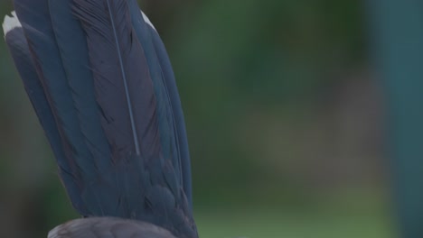 Rasiermesserschnabel-Hühnerhuhn-–-Ein-Vogel-Aus-Dem-Pantanal-–-Nahaufnahme-Seines-Schwanzes-Und-Kopfes