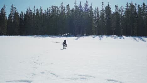 Alaskan-Malamute-Dog-Running-On-Winter-Landscape-During-Sunny-Daytime