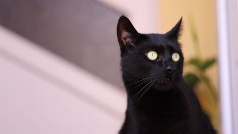 Gato-Negro-Con-Ojos-Redondos-Mirando-Curiosamente-Alrededor-De-La-Casa