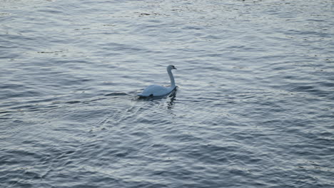 A-video-captures-a-white-swan-and-a-few-geese-swimming-in-the-sea