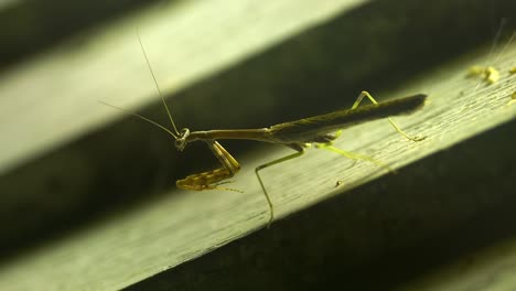 Macro-view-of-praying-mantis-standing-on-palm-leaf,-cleaning-claws