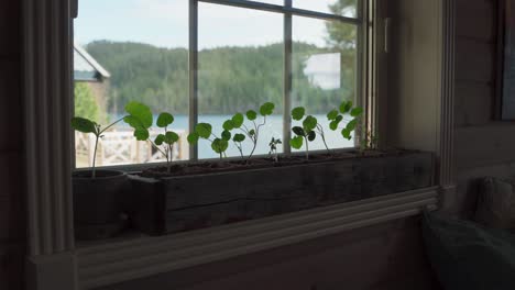 Zimmerpflanzen-In-Einer-Holzkiste-Am-Fenster-Gepflanzt