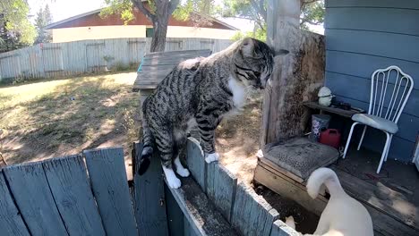 Young-tabby-cat-standing-on-a-blue-fence-out-side-his-home-on-a-sunny-day