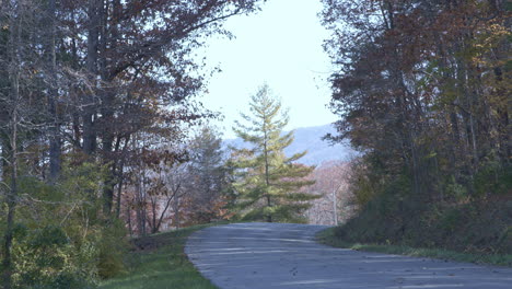 Country-road-in-Appalachian-Mountains-with-pine-tree