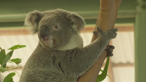 In-an-animal-retreat-located-in-Australia,-there-is-a-medium-shot-of-a-koala-as-it-climbs-a-tree