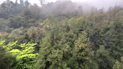 Der-Qingcheng-Bergwald-Erstreckt-Sich-über-Ein-Riesiges-Gebiet-Und-Zeichnet-Sich-Durch-üppige-Vegetation-Aus,-Darunter-Hoch-Aufragende-Alte-Bäume,-Leuchtend-Blühende-Pflanzen-Und-Zarte-Farne