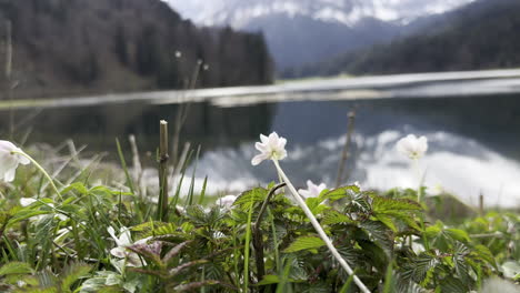Hermosas-Flores-Blancas-De-Anémona-Silvestre-En-La-Orilla-Del-Lago-Obersee,-Suiza
