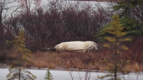 A-napping-polar-bear-waits-for-the-winter-freeze-up-amongst-the-sub-arctic-brush-and-trees-of-Churchill,-Manitoba