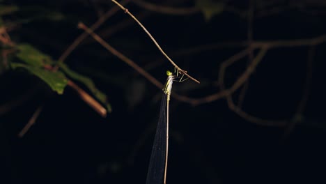 A-tropical-narrow-winged-damselfly-with-translucent-wings-hangs-from-a-stem-of-a-plant