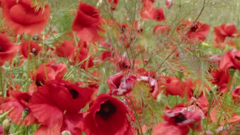 The-storm-wind-is-wildly-swaying-the-red-poppies-in-the-meadow