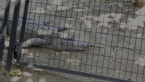 A-crocodile-relaxing-in-the-sun