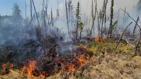 Controlled-fire-burns-along-the-forest-floor-to-stop-the-massive-blaze