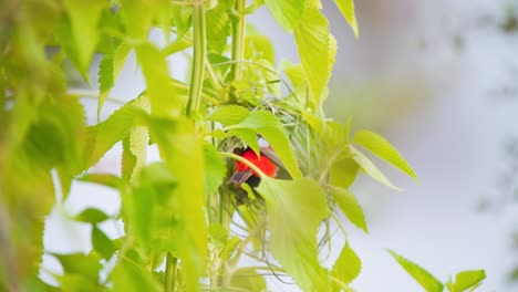 Male-southern-red-bishop-bird-weaving-nest-from-green-stems-in-leaves
