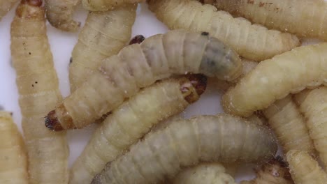 Closeup-of-Waxworms,-the-larvae-of-the-Wax-Moth