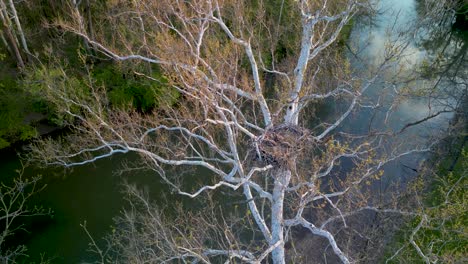 Aerial-pan-of-three-Bald-Eagle-eaglets-in-nest-in-tree-along-river