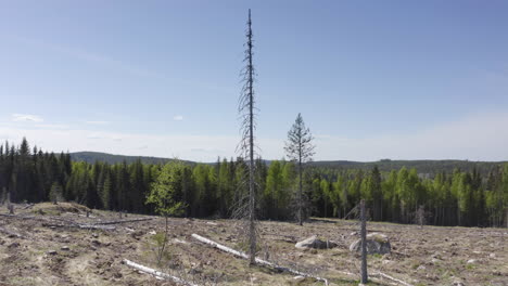 Clearcut-tract-of-land-in-Swedish-wilderness,-tree-felling-for-timber-trade