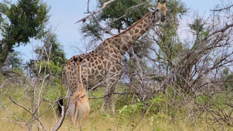 Junge-Südafrikanische-Giraffe-Geht-Im-Krüger-Nationalpark,-Südafrika,-Auf-Ihre-Mutter-Zu