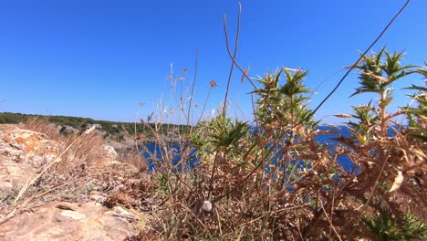 Green-and-dry-plants-on-top-of-a-hill,-dominating-Ionian-sea-on-a-sunny-day-and-a-little-wind