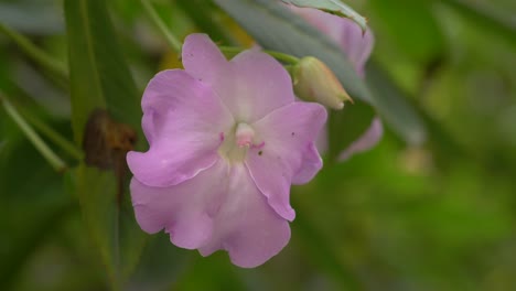 Close-up-footage:-purple-flower-swaying-gently-with-breeze