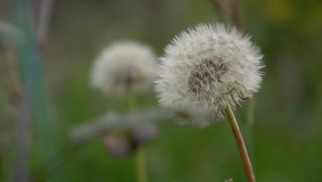 Macro-close-up-captures-white-Dandelion-wishy-plant