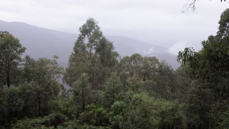 Handheld-footage-at-Scammells-Ridge-lookout-on-the-Alpine-Way-on-a-cloudy-and-rainy-day