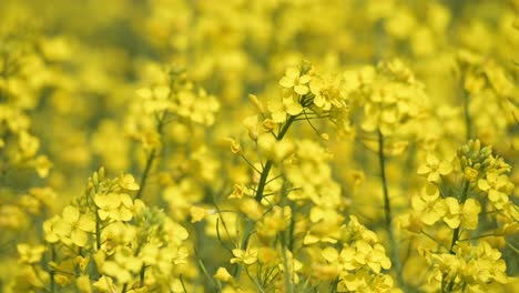 Nahaufnahme-Einer-Gelb-Blühenden-Blumenplantage-Mit-Frischer,-Natürlicher-Luft-Der-Windbrise