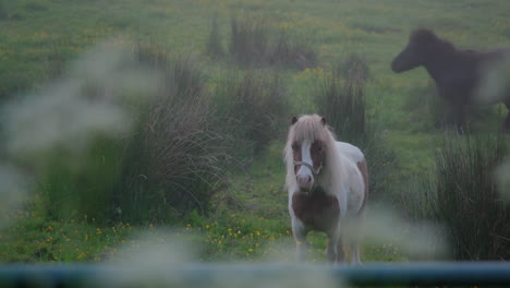 Ponies-Graze-In-Early-Morning-Mist