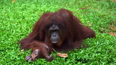 Critically-endangered-wildlife-species,-great-ape-native-to-Southeast-Asia,-a-female-borneon-orangutan,-pongo-pygmaeus-resting-on-the-ground