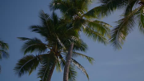 Slow-motion-summer-breeze-looking-up-at-palm-trees-on-blue-sky-background