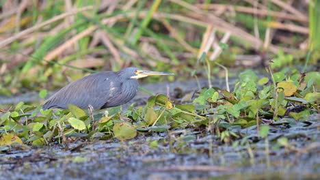 Little-Blue-Heron-walking-on-waterplants-to-hunt,-Florida