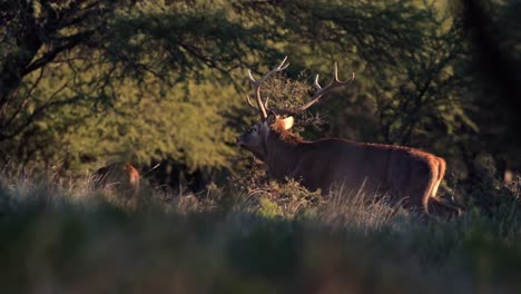 Prepare-to-be-swept-away-by-the-breathtaking-sight-of-a-dazzling-red-deer-strutting-out-of-the-woods,-flaunting-his-majestic-steed-in-epic-slow-motion