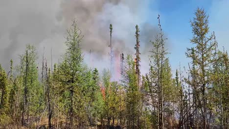 Brennende-Bäume-In-Der-Kanadischen-Wildnis,-Eskalierender-Waldbrand