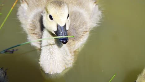 Baby-Canada-Goose-Goslings-Nadando-Junto-Con-Una-Mamá-Ganso-Protectora