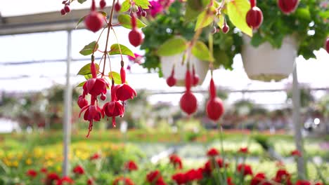 Fuchsia-Red-Flowers-Hanging-Down-in-an-Endless-Greenhouse-Glide-Track-Reveal
