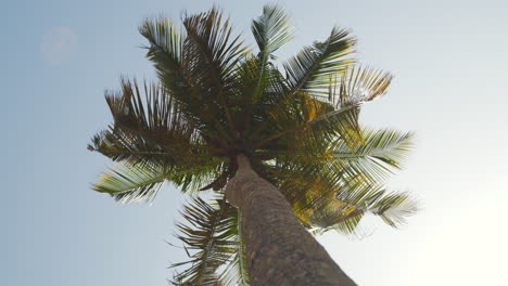 Orbiting-low-angle-shot-of-tropical-palm-tree-gracefully-swaying-in-the-wind-with-blue-sky-in-background