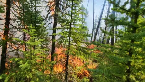 Flames-of-a-raging-wildfire-burning-through-the-natural-dry-vegetation-of-Alberta,-Canada