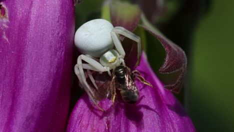 Closeup-of-a-Flower-Crab-Spider,-Misumena-vatia-eating-a-small-wasp-on-Foxglove-flower