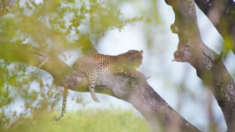 Panting-african-leopard-resting-on-tree-branch-in-shade-in-heat