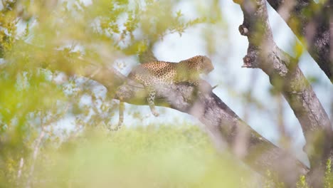 African-leopard-lying-in-shade-on-tree-branch,-resting-in-savanna-heat