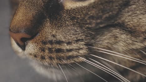 Tabby-Cat-Nose-Whiskers-Close-Up
