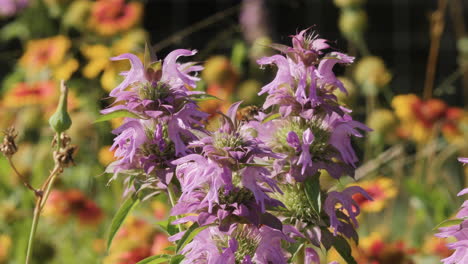 Pferdeminze-Wildblumen-Mit-Einer-Honigbiene,-Die-Pollen-Sammelt,-Texanisches-Hügelland,-Zeitlupe
