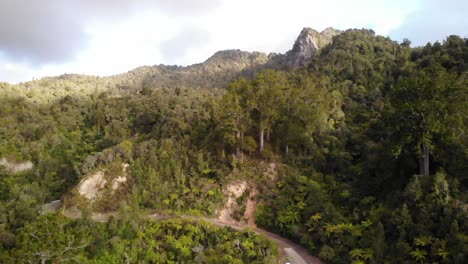 Drohne-Nähert-Sich-Riesigen-Kauri-Bäumen-In-Einem-Wald,-Extreme-Weitwinkelaufnahme,-Coromandel,-Neuseeland