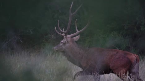 Witness-the-spellbinding-allure-of-a-magnificent-red-deer-as-it-gallops-through-its-wild-wilderness