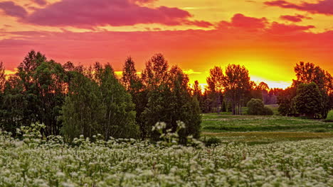 Timelapse-shot-of-a-red-sunset-with-moving-clouds-on-the-horizon-over-a-meadow-with-flowers-and-trees