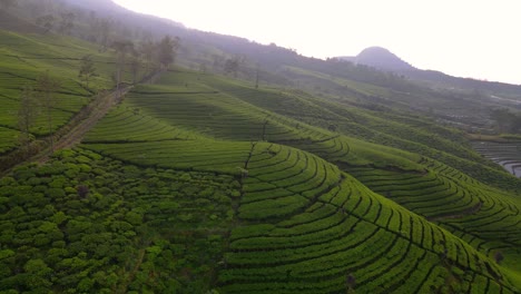 Fly-over-green-tea-plantation-on-the-mountain-slope-in-the-morning