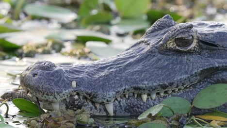 Head-shot-of-a-Paraguayan-or-Yacare-Caiman-lying-in-the-waters-of-the-Iberá-Wetlands-in-Corrientes,-Argentina